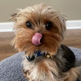 Yorkshire Terriers from Tonya's Yorkshire Terriers