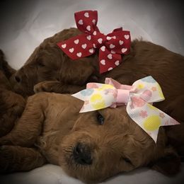 Poodle Puppies from Prissy Pants Poodles LLC
