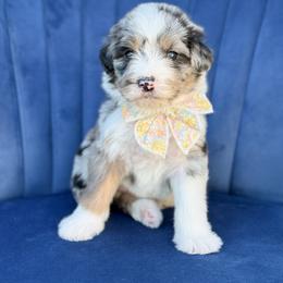 Prissy - Blue merle female Bernedoodle puppy in Bellville, Ohio from Bernedoodle Buddies