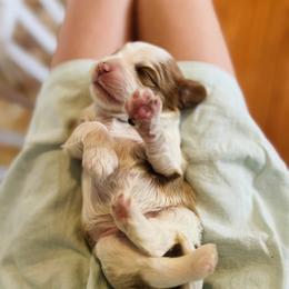 Cavalier King Charles Spaniel Puppies from Cumberland Cavaliers
