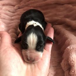 Girl 1 - Black white and tan English Springer Spaniel puppy in Oklahoma from Country Love Springers
