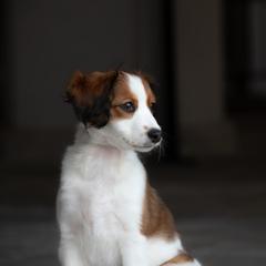 Nederlandse Kooikerhondje Puppies from Driftless Kooikerhondjes