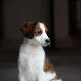 Nederlandse Kooikerhondje Puppies from Driftless Kooikerhondjes
