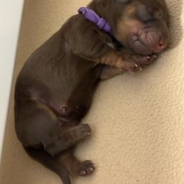 Bean - Chocolate and tan female Dachshund puppy in Moon Township, Pennsylvania from Serendipity Dachshunds