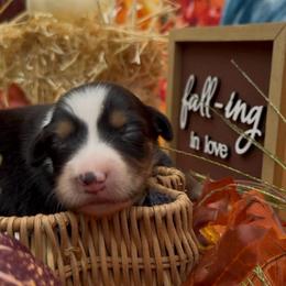 Pepper - Black tri-color female Australian Shepherd puppy in Inverness, Florida from Swamp Puppy Canine Kennel