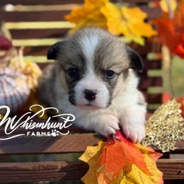 Wilma 1,200 - Red female Pembroke Welsh Corgi puppy in Nashville, Arkansas from Whisenhunt Farms
