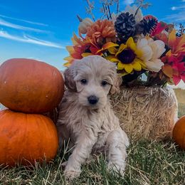 Rice crispy - Cream female Goldendoodle puppy in Point, Texas from Tiny Paws Goldendoodles