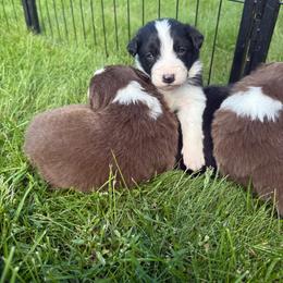 Onyx - Black and white male Border Collie puppy in Barnstead, New Hampshire from ☘️ Clover Leaf’s Border Collies