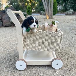 Gus - Tri-color male Cavalier King Charles Spaniel puppy in Shingle Springs, California from California Spaniels