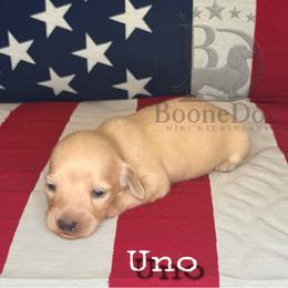 Uno - Cream male Dachshund puppy in Lexington, Oklahoma from BooneDox Miniature Dachshunds
