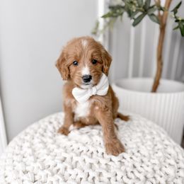 Roots - Red  male Goldendoodle puppy in Greencastle, Indiana from Willow & Co.