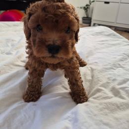 Mochi - Red  female Poodle puppy in Corona, California from Poodle house CA
