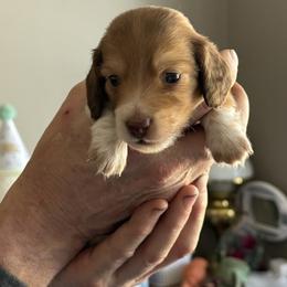 Peanut Butter - Piebald female Dachshund puppy in Easley, South Carolina from Castle Hill Doxies, LLC