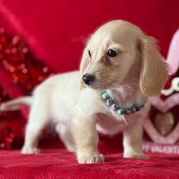 Bridget - Cream female Dachshund puppy in Lincoln, Arkansas from Red Dirt Dachshunds