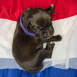 Justice - Liver female German Shorthaired Pointer puppy in Edenton, North Carolina from Bockelman GSP’s