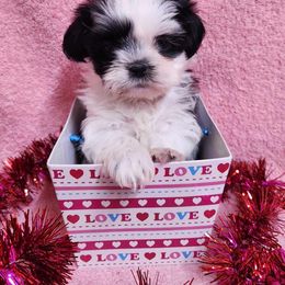 Havanese and Shih Tzu Puppies from Locust Creek Shih Tzu & Havanese