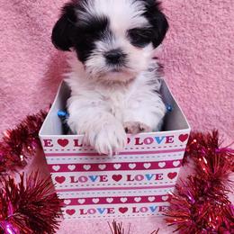 Havanese and Shih Tzu Puppies from Locust Creek Shih Tzu & Havanese
