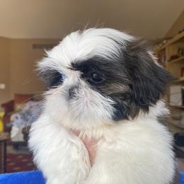 Girl 2 - Tricolor female Shih Tzu puppy in Troy, Michigan from "Shihtzu Best Friend"