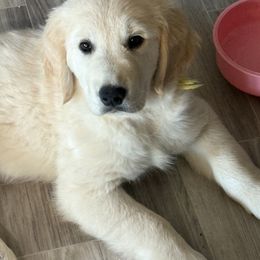 Golden Retriever Puppies from Family Loved Golden Retrievers