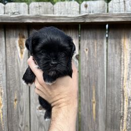 Havanese Puppies from Beota Havanese