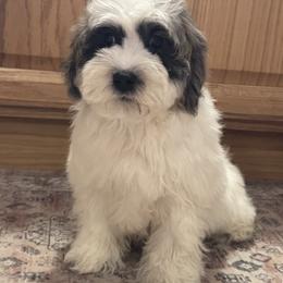Edgar - Grey male Maltipoo puppy in Berea, Kentucky from Blair’s Furry Friends