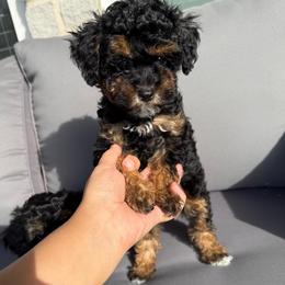 Girl 2 Black Tri Color - Tri-color female Cavapoo puppy in Mount Pleasant, Texas from Reyna Cavapoos