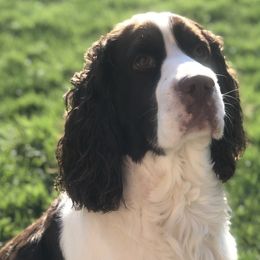Whitney - English Springer Spaniel