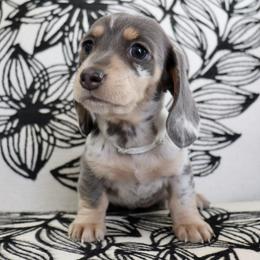 Tinsel (Silver Band) - Dapple female Dachshund puppy in Raleigh, North Carolina from McLovin Doxies
