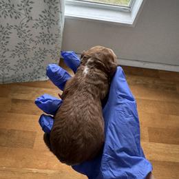 Cavapoo and Cockapoo Puppies from The Barkery