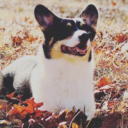 Timpani  - Pembroke Welsh Corgi