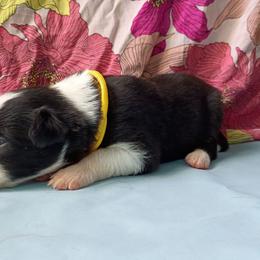 Urui - Black and white female Border Collie puppy in Max, Nebraska from Stag Valley Homestead