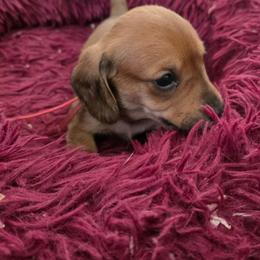 Red Collar Male - Fawn (isabella) and tan male Dachshund puppy in Otto, North Carolina from Windy Ridge Dachshunds