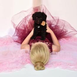 Australian Labradoodle Puppies from Trinity Doodles