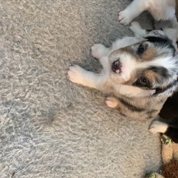 "Sold" Miniature American Shepherd Puppies from Tenley’s Miniature American Shepherds