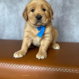 Golden Retriever Male- Blue - Golden male Golden Retriever puppy in Piedmont, South Carolina from The Farm at Saluda Ridge