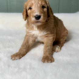 Mack A Roni - Apricot male Goldendoodle puppy in Osage City, Kansas from Golden Ridge Goldens