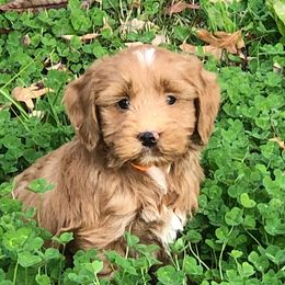 Australian Labradoodles and Goldendoodles from Sierra Vista Labradoodles & Goldendoodles