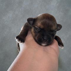 Brownie - Gold male Shorkie puppy in Midland, Texas from Southern Yorkie Pies