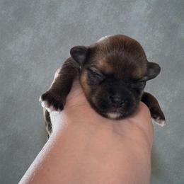 Brownie - Gold male Shorkie puppy in Midland, Texas from Southern Yorkie Pies