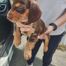 Boy 2 - Chocolate and tan male Dachshund puppy in Lexington, Kentucky from The Wienery