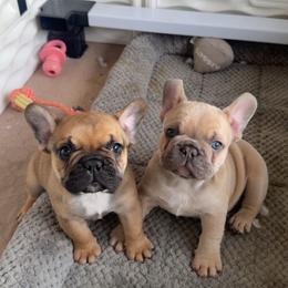 Sable black mask (left puppy) - Fawn and white male French Bulldog puppy in Reno, Nevada from Silver State Bulldogs