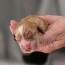 Fiona - Buff female Cocker Spaniel puppy in Winston Salem, North Carolina from Cocker Cottage
