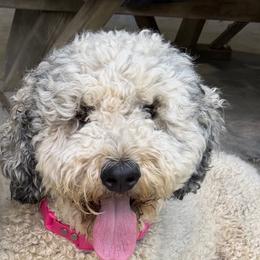 Charlee - Bernedoodle