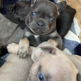French Bulldog Puppies from Purple Moon Kennel