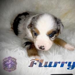 Flurry - Blue merle female Miniature Australian Shepherd puppy in Lubbock, Texas from Baby Storm Kennels