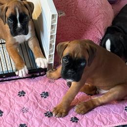 Orange - Fawn male Boxer puppy in Sultan, Washington from Aphrodite Boxers Von Kesler Haus