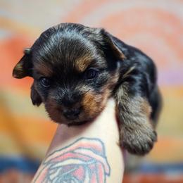 Sirius - Black and tan male Yorkshire Terrier puppy in Greenwood, Wisconsin from Selah and Co.