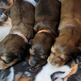 Dachshund Puppies from CLARK'S BREEDING PROGRAM