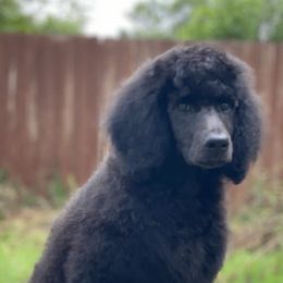 Goldendoodles and Poodles from Amy’s Poodles and Goldendoodles