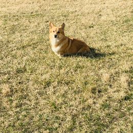 Eblie - Pembroke Welsh Corgi